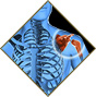 Orthopaedic Health Group - Shoulder